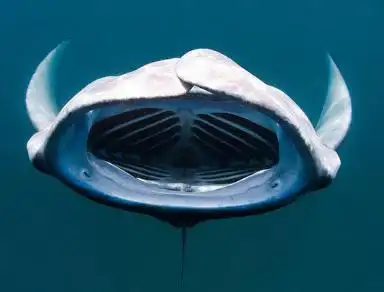 被称为魔鬼鱼的蝠鲼其实性格温顺浅谈蝠鲼奇特的生活特性