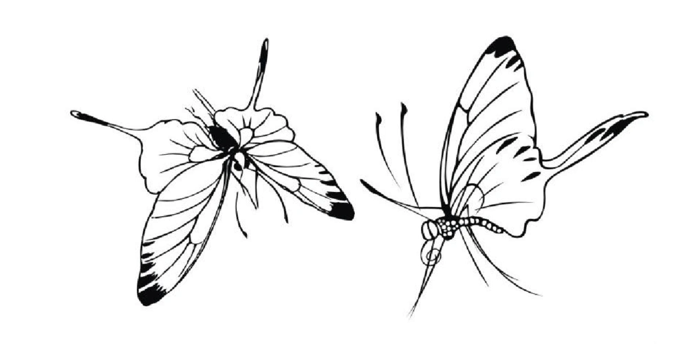 工笔白描两只蝴蝶