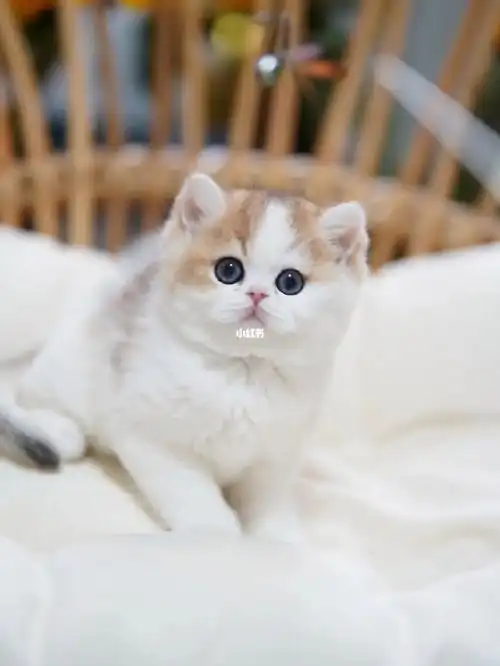 英短金渐层加白