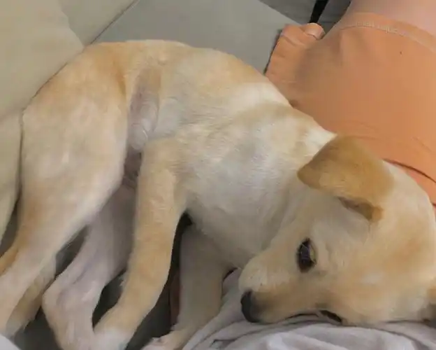 能再给我讲下从一堆小狗里选中我的故事吗