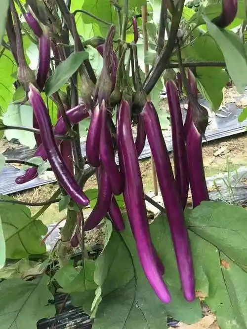 id="5586948">北京市海淀区植物组织培养技术实验室 /a>通过茄子 a