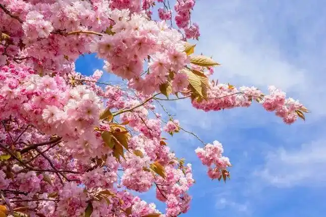 樱花开了茂名浪漫樱花缤纷花海侏罗纪恐龙园盛世嘉年华2月12日迎客