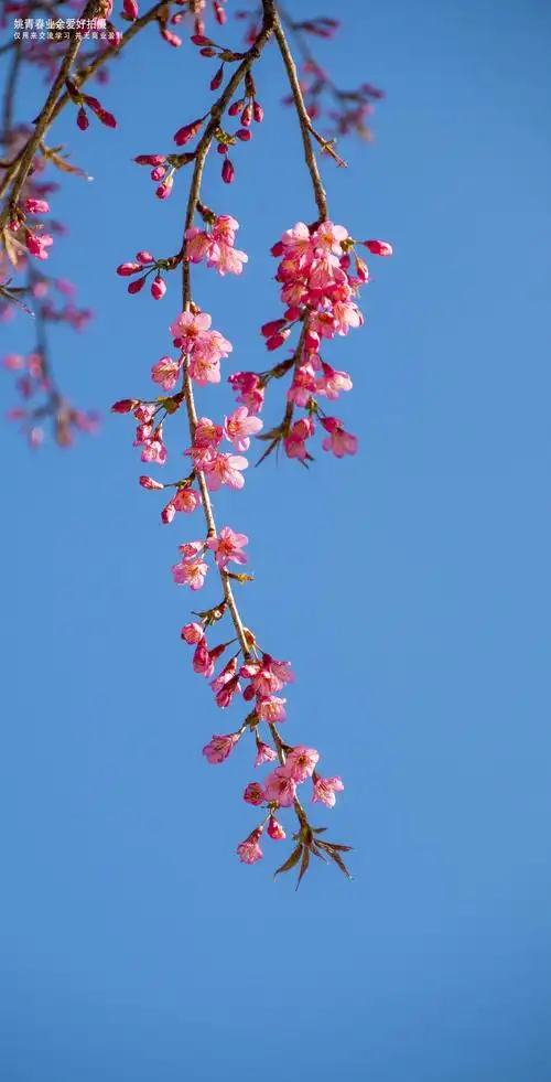 凤庆 凤庆县 临沧市凤庆县 云南省凤庆县姚青春 自然风光山水风景__财