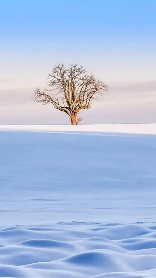 风景蓝天树海面h5背景素材