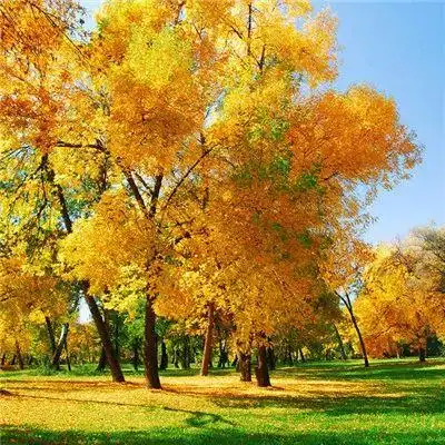 微信最吉利的好看头像旺运