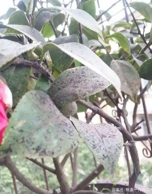 茶花常见的病害和解决方法