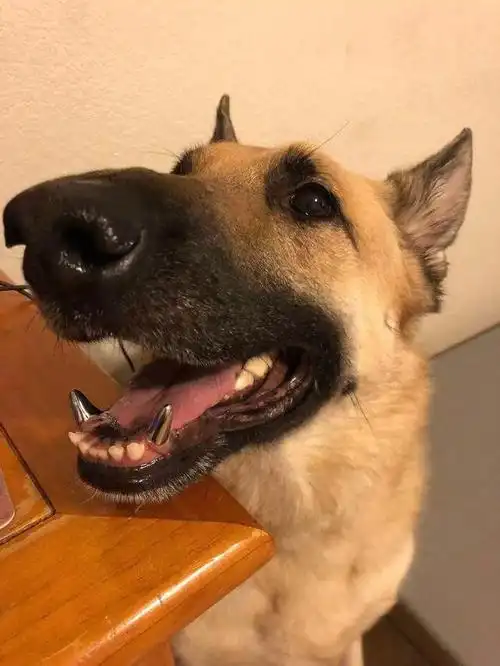 一群露出牙齿的狗狗又丑又萌,连笑点很高的网友都笑了