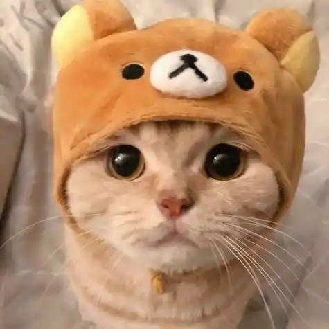 头像系列可爱猫咪头像