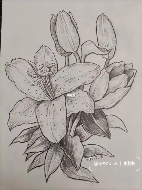 速写素描百合花