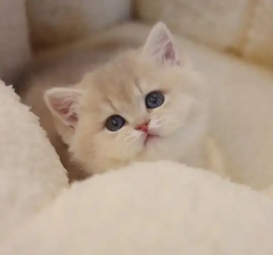 尴尬期的小奶猫也很可爱