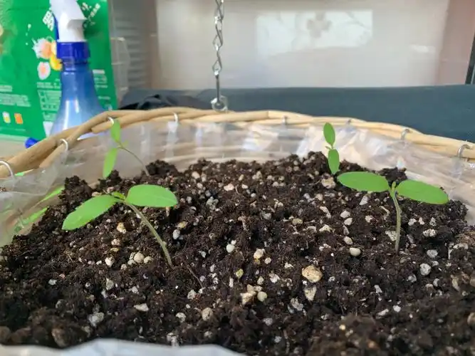 五月六日,小番茄苗又长了一点