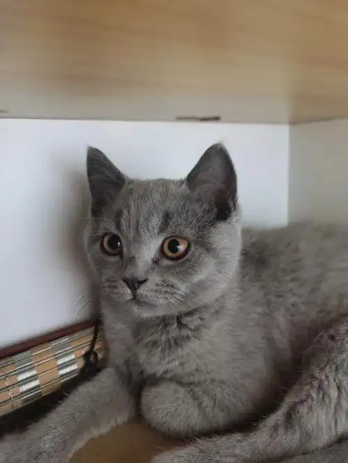 期待他发腮的时候#新手养猫  #英短蓝猫  #我家宠物好可爱