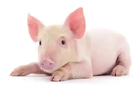 白猪关于白猪照片