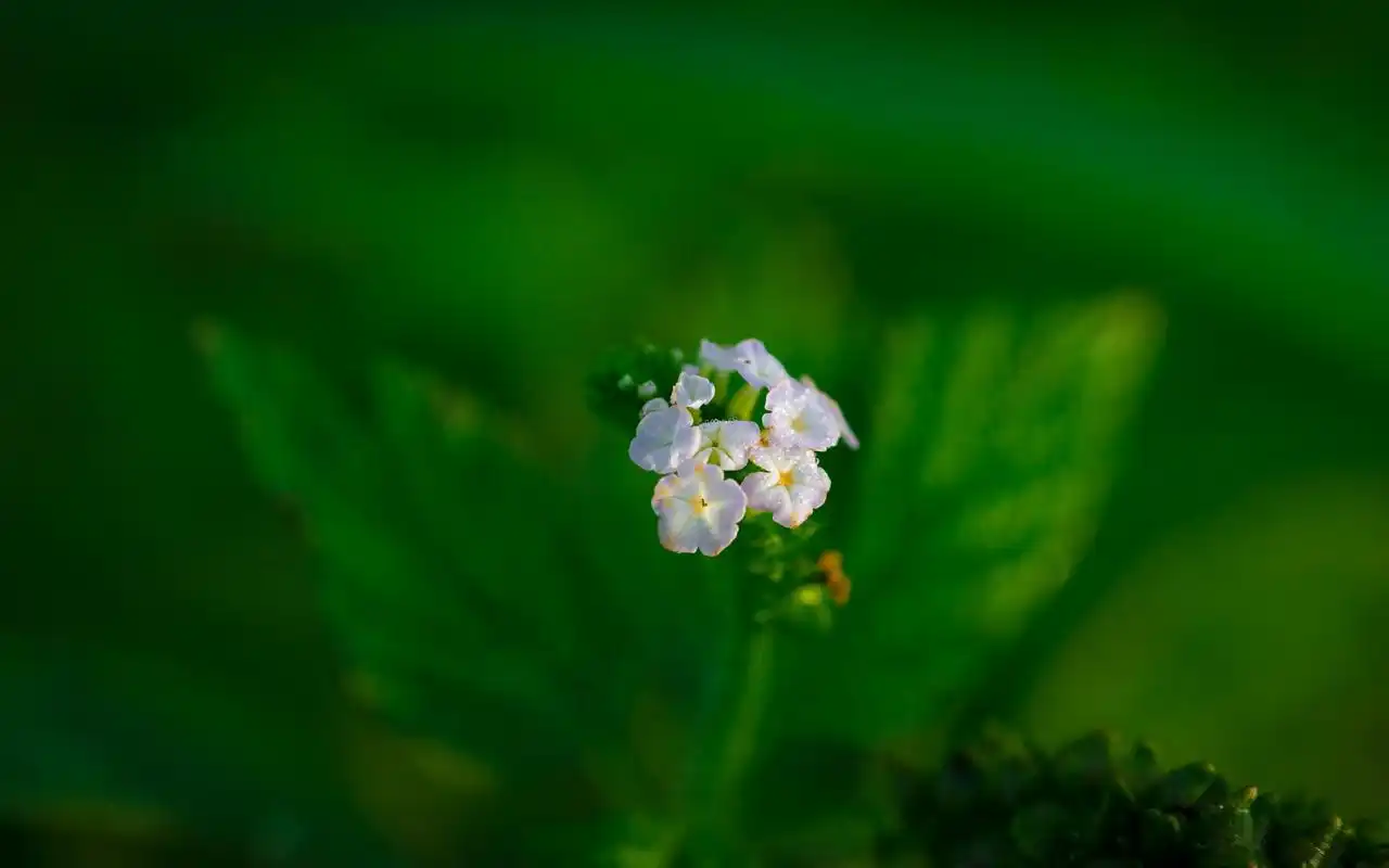 清新淡雅野花摄影图片桌面壁纸-植物壁纸-壁纸下载-美桌网