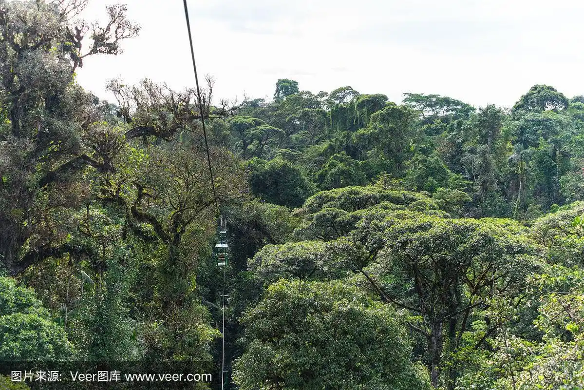 哥斯达黎加雨林