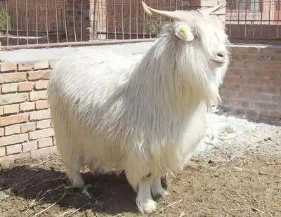 榆林市地方特产横山绒山羊