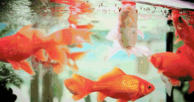 400_210gif 动态图 动图