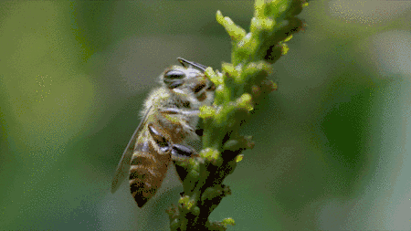 石城这位73岁老人,养蜂54年,淘宝店销量一年超600万,为守护"蜜蜂界的