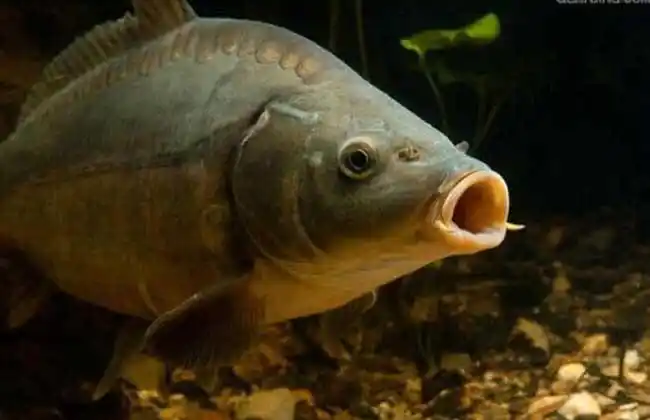 德国镜鲤是从原西德引进的品种,别称三花鲤鱼,三道鳞,铁背鱼等,具有