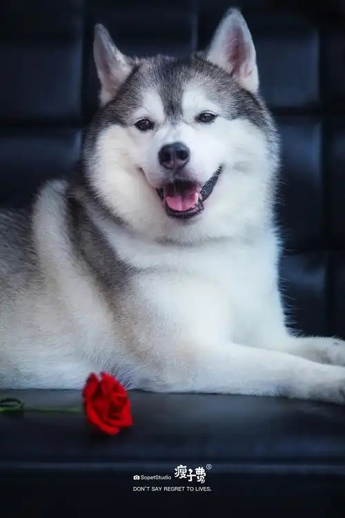 喜欢微笑的哈士奇