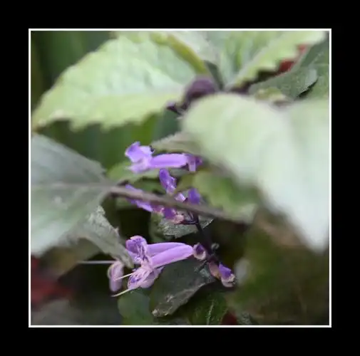 【首发】艾氏香茶菜