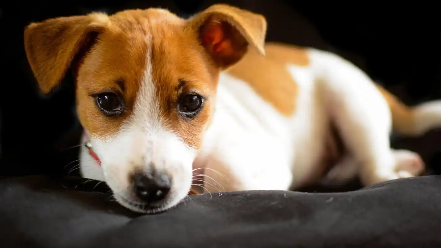 可爱狗狗高清桌面壁纸图片