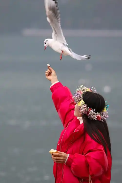 喂食海鸥的女孩