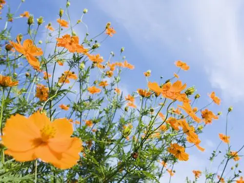 唯美紫色自贡花海图片