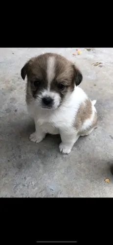 谢谢.是普通的哈巴狗还是土狗!