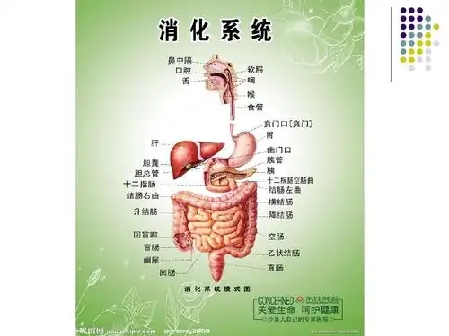 《人体的组成》课件(冀教版六年级下册科学课件)