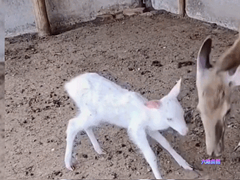 吉林一养殖场出现白色梅花鹿,一身雪白色像仙鹿,这是白化小鹿?