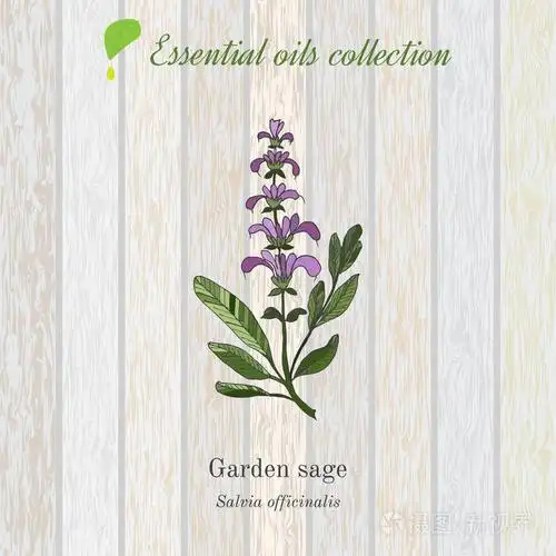 鼠尾草, 精油标签,芳香植物.矢量