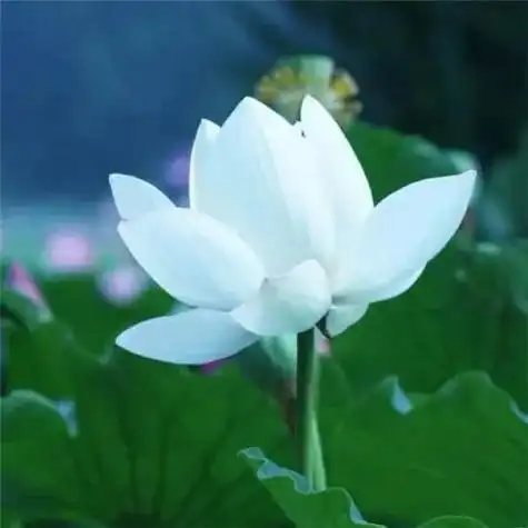 最漂亮荷花大全头像