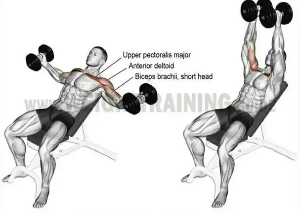 胸部锻炼经典7个动作虐爆整个胸肌练出完美胸大肌