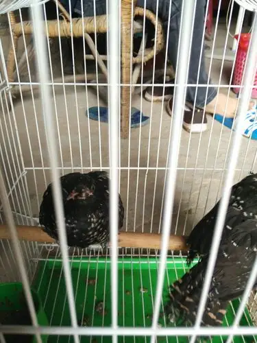 黑色的又很多白点,嘴巴打开还很大 !