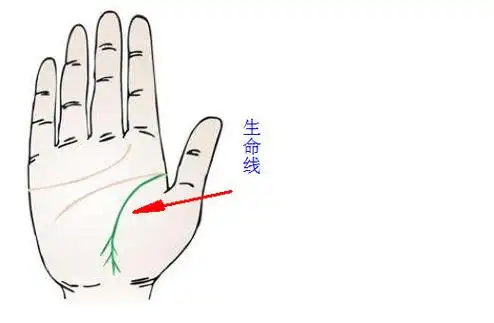 两手的生命线都很短,但若是其他的主线都长得很好的话,也不至于短命