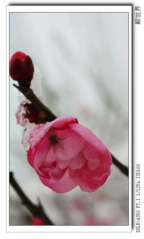 雪中红梅 - 颠世界 - 颠世界的博客