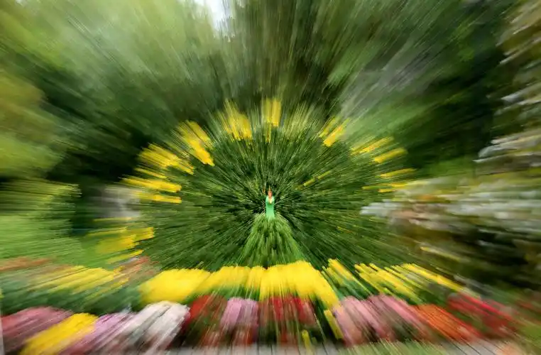 【套图】变焦拍摄法(俗称"爆炸法")练习——孔雀开屏(敦煌视觉)-蜂鸟