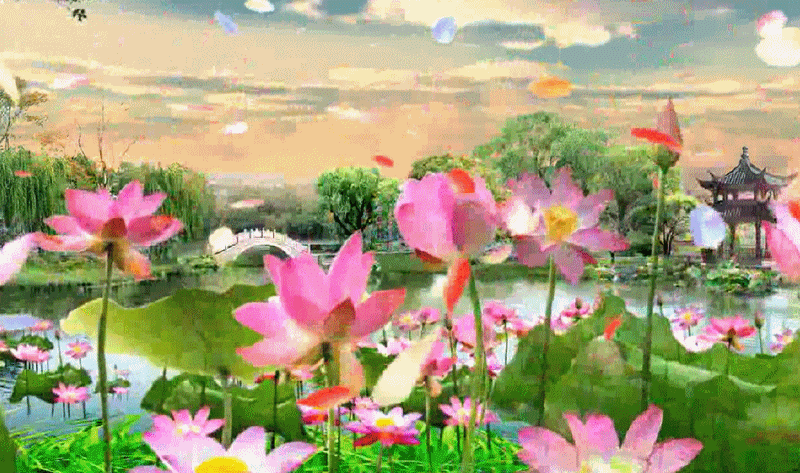 【gif-动图】—音画制作必备(鲜花美景素材)