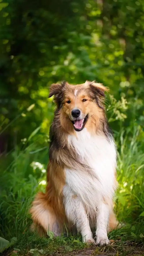 汪星人 - 堆糖,美图壁纸兴趣社区