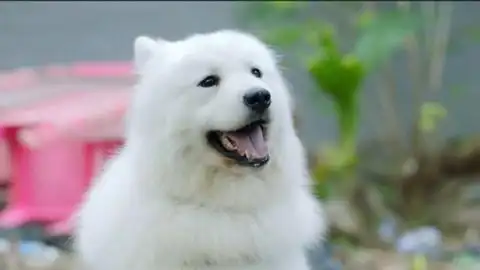 《神犬小七3》小雪为了救萌娃们受伤-片花视频-免费在线观看-爱奇艺