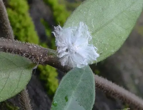 请教:这种棉絮状幼虫的蛾叫什么_百度知道