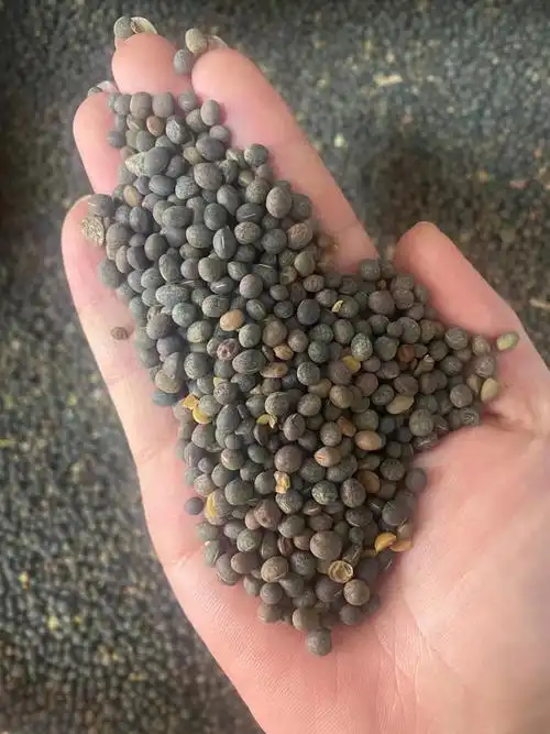 绿肥种子野豌豆种植效果好