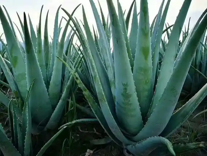 共136 件芦荟盆栽美容食用相关商品