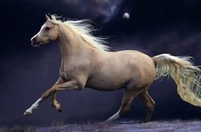 对于相马其实并不在行,大都是查看马的外形,觉得高达威猛的马就是一匹