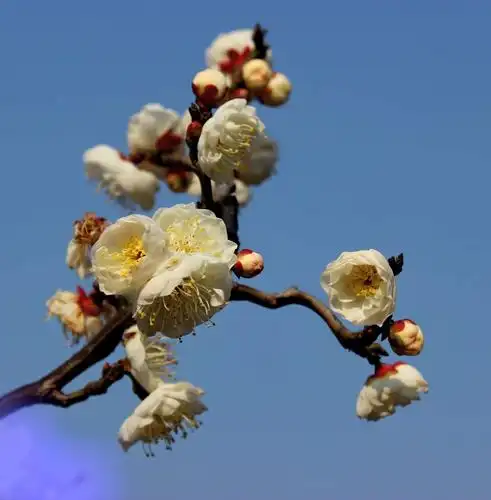 探梅一一玉碟龙游梅