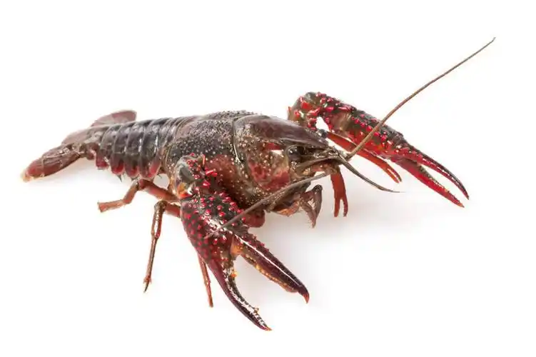 无人,横图,留白,白色背景,食品,红色,动物,趴着,摄影,影棚,摄影棚