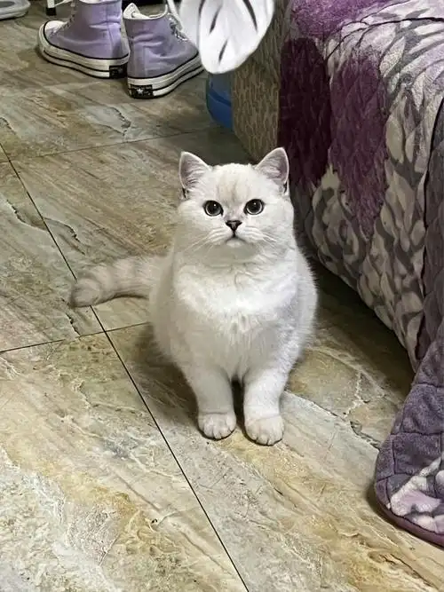 银渐层是英国短毛猫的一种,可以说是很多人的养猫首选,脸圆,可爱,性格