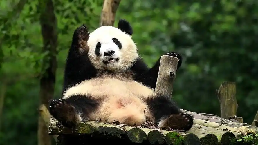 熊猫壁纸-壁纸 大熊猫 动物 3840