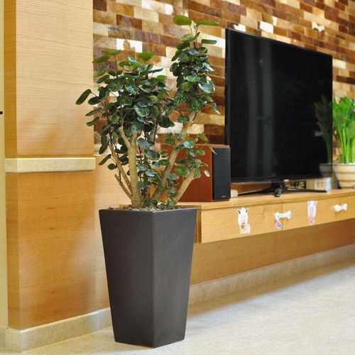 大型室内客厅金钱桐树桩盆景圆叶福禄桐盆栽绿植金钱兜吸甲醛植物